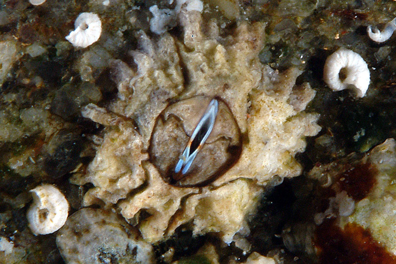 Chthamalus stellatus zona di marea